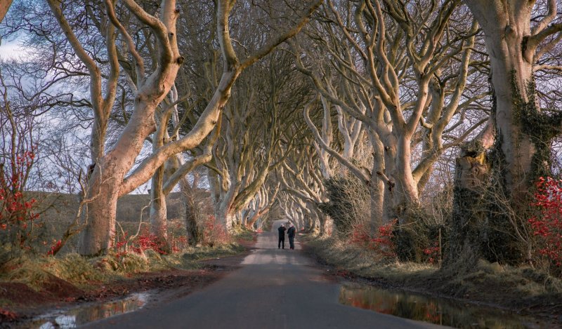 The Dark Hedges by zhifei-zhou The dark hedges northern ireland