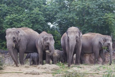 Elephants at Dublin Zoo pic by Dublin Zoo Elephants and their children standing in front of tree