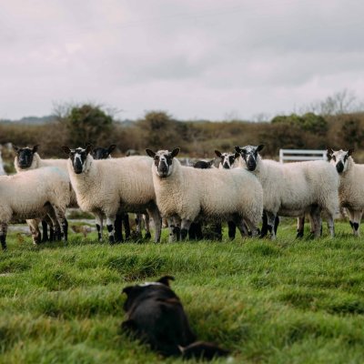 Irish sheep-pic by IDT