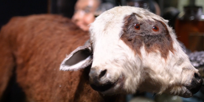 museum-of-curiosities-stuffed-animal stuffed brown and white cow with red eyes and two heads