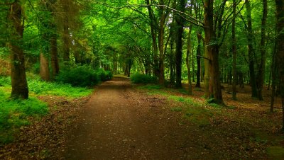 Woodland in Dublin Mountain dublin mountain forest